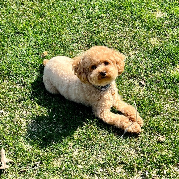 Meet your Posher, Sandra - Picture 3 of 13